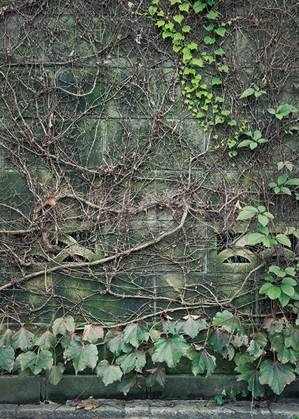 ブロック塀に絡みつく草のA4サイズ背景素材
