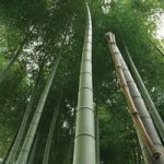 竹が伸びるA4サイズ背景素材