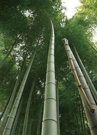 竹が伸びるA4サイズ背景素材