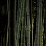 竹やぶのA4サイズ背景素材