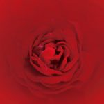 上から見た赤いバラのA4サイズ背景素材