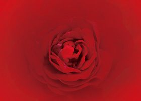 上から見た赤いバラのA4サイズ背景素材