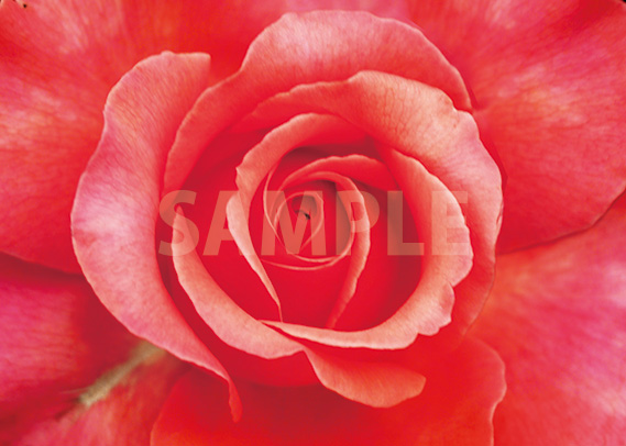 赤いバラの花アップのA4サイズ背景素材