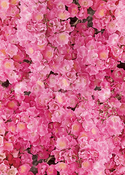 ピンク色のマリア リサの花アップのA4サイズ背景素材