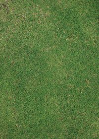 緑の芝生のA4サイズ背景素材