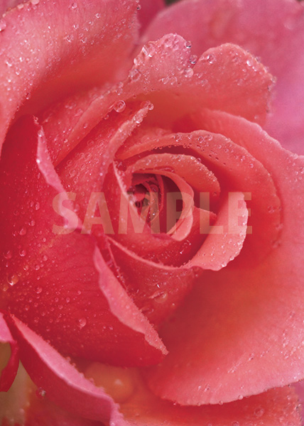 ピンクのバラの花のA4サイズ背景素材