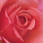 ピンクのバラの花のA4サイズ背景素材