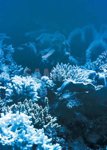 海の中の珊瑚のA4サイズ背景素材