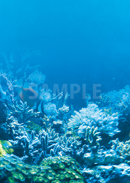 海の中の珊瑚のA4サイズ背景素材