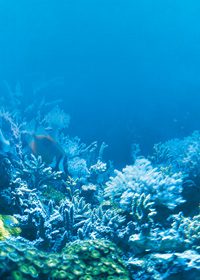 海の中の珊瑚のA4サイズ背景素材