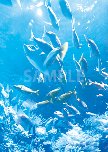 海の中の魚の群生のA4サイズ背景素材