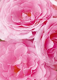 ピンク色のバラの花のA4サイズ背景素材
